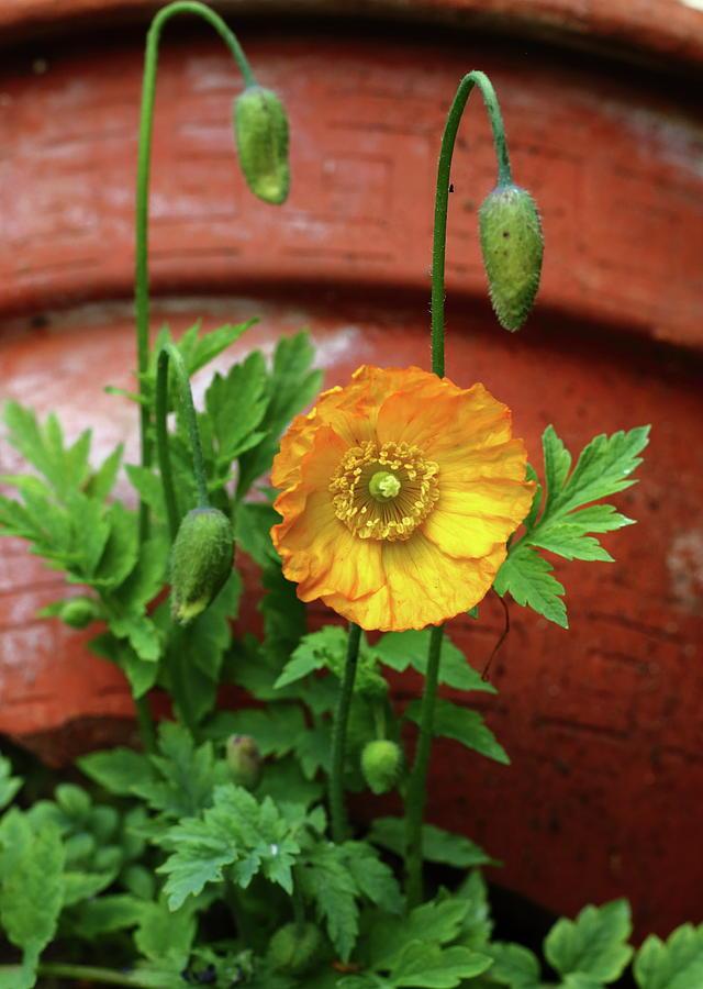 小连翘的花语是什么，小连翘的花语是什么花（请查看您的专属生日花）