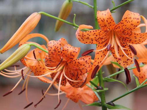 鬼百合是什么样的花，鬼百合花图片（几种超美的百合花）