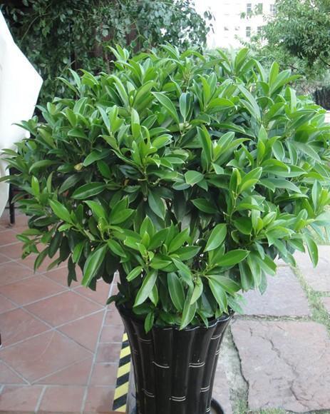 非洲茉莉,双色茉莉全年开花不断(非洲茉莉黄叶是怎么回事)