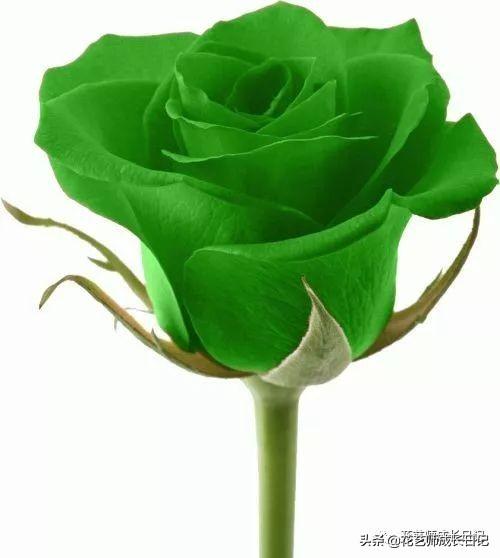 玫瑰花的寓意和花语，香槟色玫瑰（香槟色玫瑰代表什么）