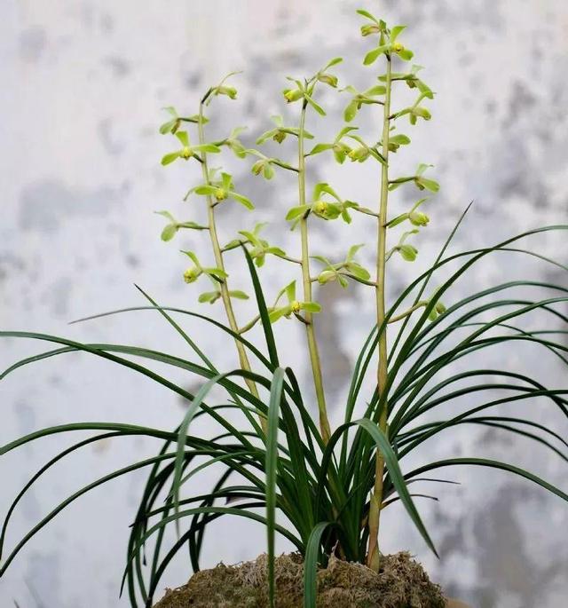 蘭花開花是什麼兆頭,家裡千萬不能養蘭花(養蘭有