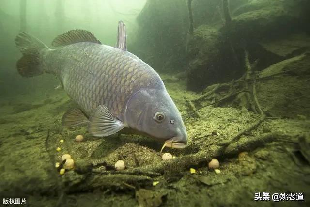 掏组词语(钓大鱼趣知识) - 火句子
