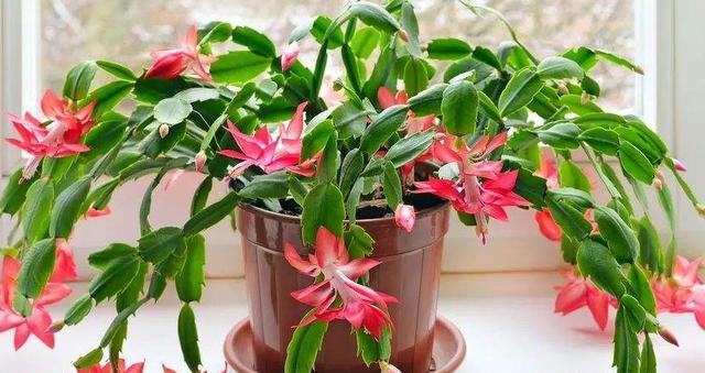 第一点,要给它配置疏松透气的土壤,蟹爪兰属于仙人掌科的植物,它是