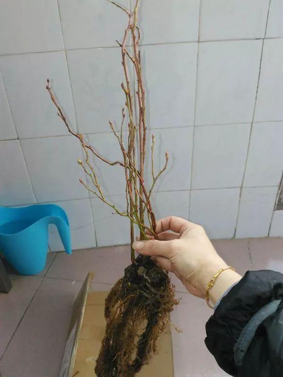 霸王花是火龙果的花吗，昙花、霸王花、火龙果花和令箭荷花的区别（奶奶把一根枝插土里）