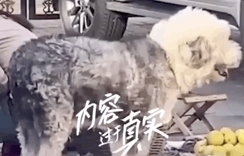 冬天狗在外面能冻死吗，快别说狗不怕冷了