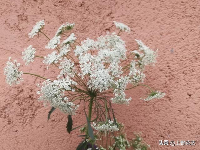 蕾丝花花语是什么，蕾丝花花语（亲眼所见的温柔惹人怜爱）