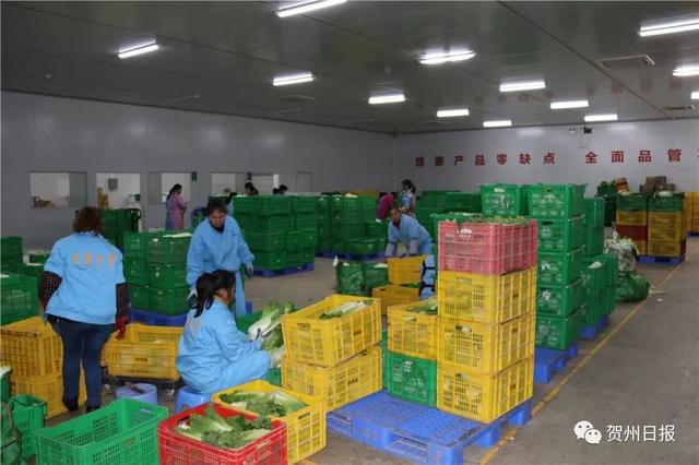 豆妃是什么，豆妃是什么样子（贺州豆杯在香港一斤能卖80元港币）