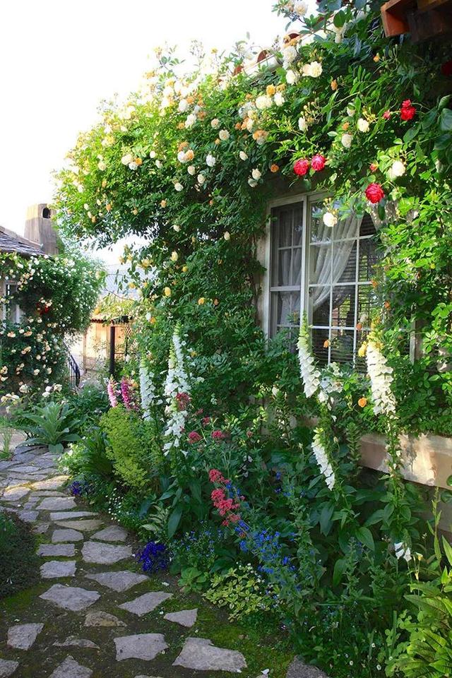 月季花品种，十大经典品种（凭一己之力撑起了整个花园的颜值）