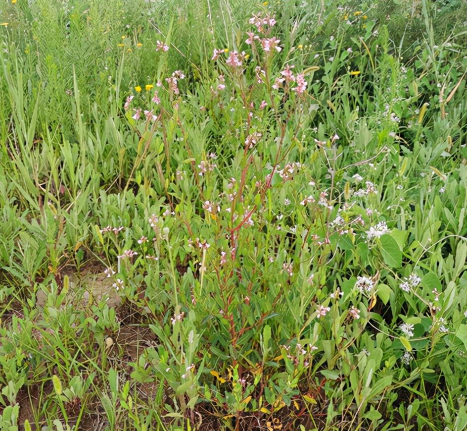 绵毛酸模叶蓼(吐鲁酸)57.酸模叶蓼(蛤蟆腿)56.水蓼【 liǎo】55.