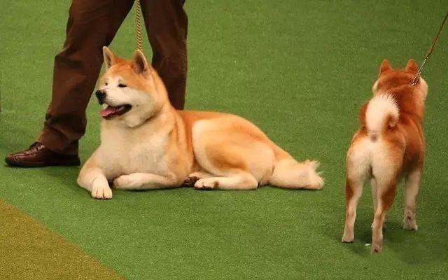 秋田和柴犬的区别有哪些，秋田犬和柴犬的区别是什么（它们俩有何不同之处呢）