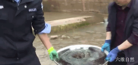 最大的两栖动物，最大的两栖动物是什么（六盘山首次发现一巨型野生大鲵）
