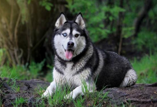 阿拉斯加犬和哈士奇，阿拉斯加犬和哈士奇的区别（为什么劝你养“哈士奇”）
