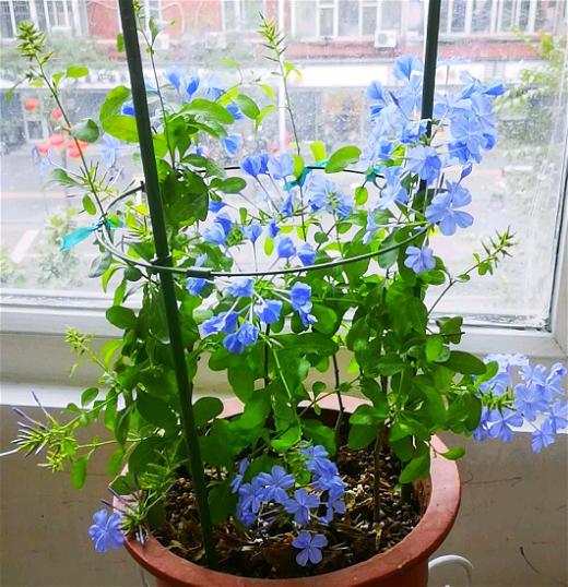 水培郁金香，买花也要看季节（水培郁金香种球怎么种植）