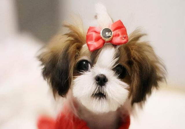 宠物狗可以吃什么，狗最喜欢吃什么（不同阶段的幼犬喂食方法可以参考）