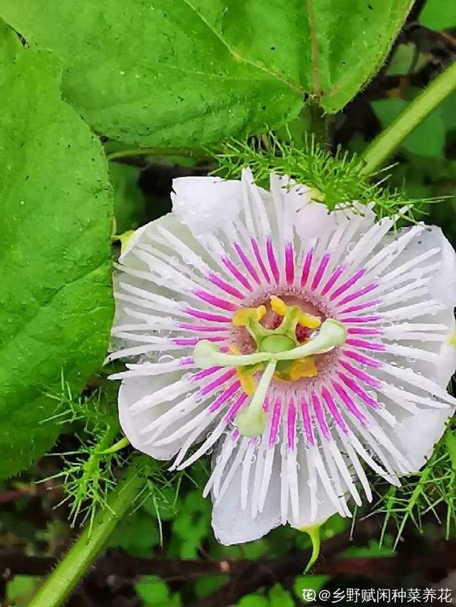 春天的花有什么，春天的花有几种分别是什么（40种小野花）