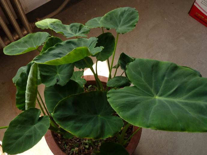 那就赶紧种上一盆芋头吧,说不定养好了比滴水观音还好看呢~你有哪些