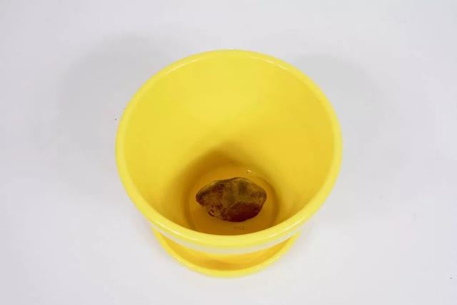 薄荷盆栽怎么弄，薄荷怎么做盆栽（买来的小薄荷盆栽快速长满一盆）