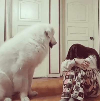 女人爱狗狗的简单介绍,无非是这几个原因(爱狗的女生)