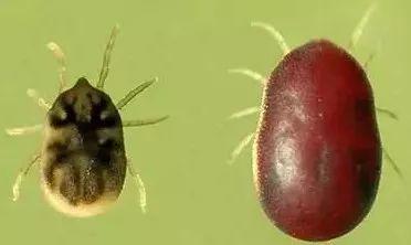 防止蜱虫爬身上涂抹什么，被蜱虫咬了擦什么药膏（又是一年春来到）