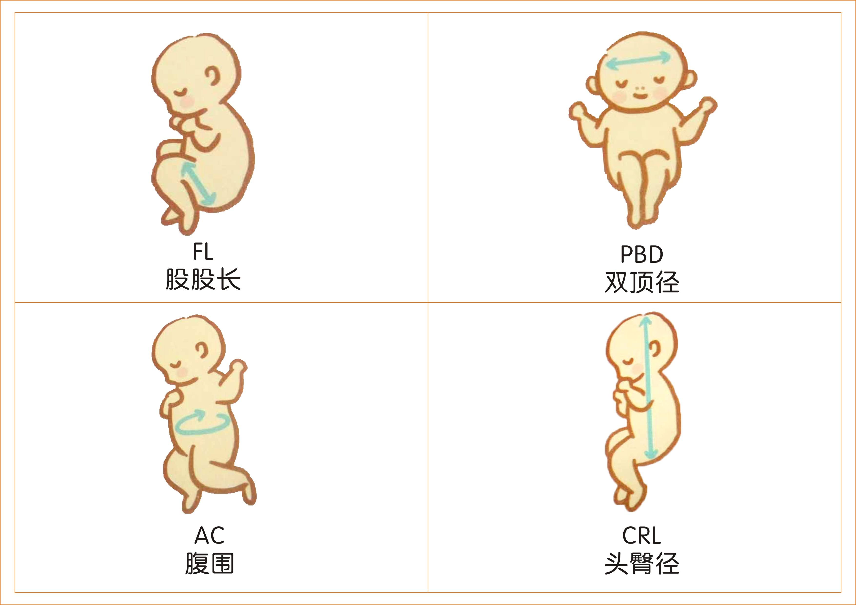 胎儿各径线标准图图片