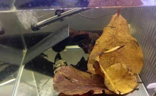 鱼缸水发黄怎么办，鱼缸里的水发黄怎么办（对付鱼缸黄水我就是这么做的）