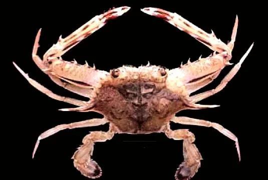 梭子是什么样的，梭子是啥玩意儿（生物相册•散落全世界的远亲）