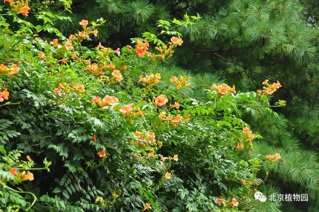 凌霄花，原来凌霄花是植物界的“性格多面手”（凌霄花花期多久一年开几次花）
