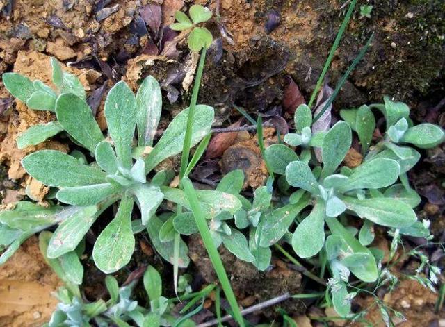 做清明果的草叫什么草，做清明果的那种草叫什么（春天不可错过的4种野菜）