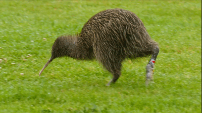 无意乌，我玩传奇世界时无意杀死了一匹乌骓马（世界上绝无仅有的无翼鸟）