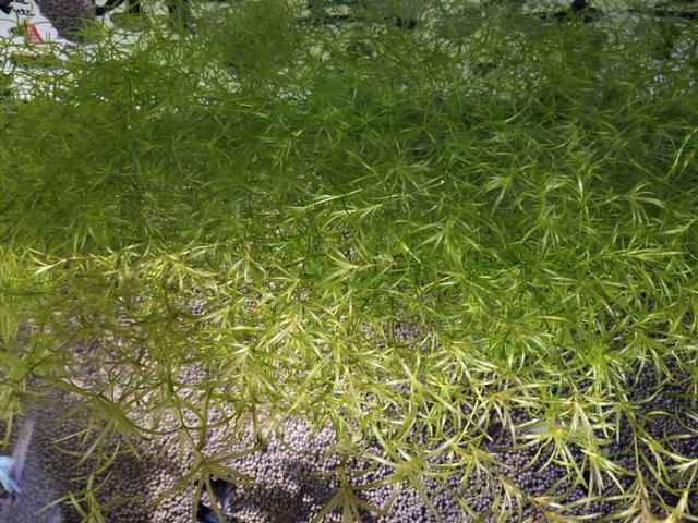 孔雀鱼烂尾原因与治疗，孔雀鱼烂尾怎么办（还是使用最简单的过滤）