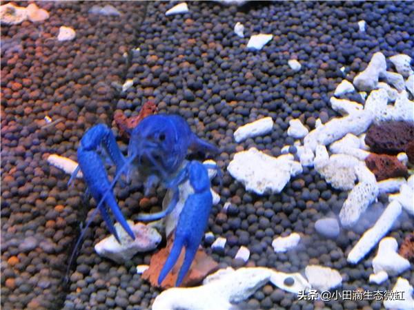 虾的种类有哪些，河里的虾的种类有哪些（适合新手饲养的宠物虾及小型观赏虾详情）