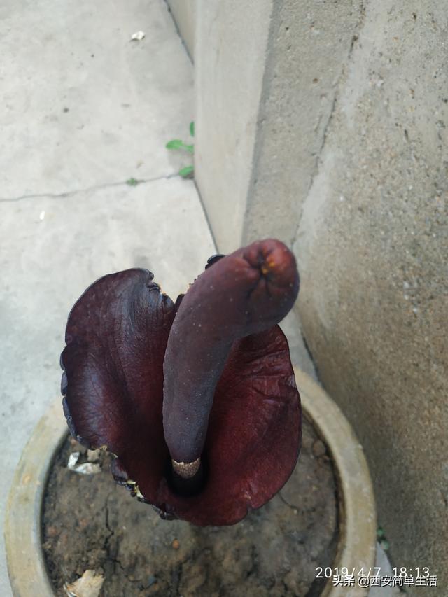 中国大的魔芋产地，魔芋产地陕西（四年才开一次花的魔芋）