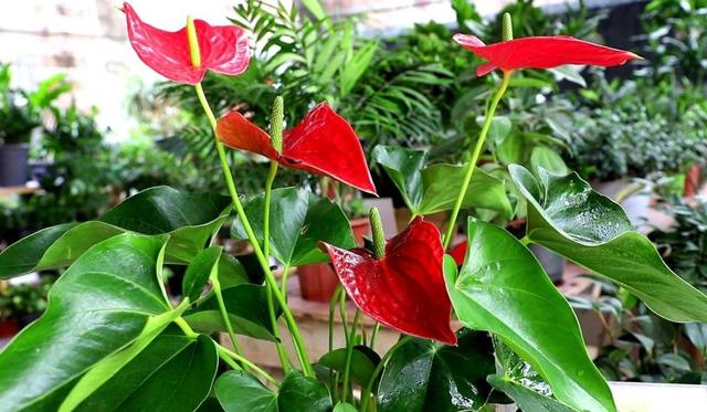 什么花四季都开，一年四季开花不断的花（5种漂亮的花）