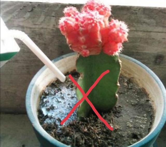 过期啤酒能浇花吗，啤酒能浇花吗（过期牛奶、啤酒养花）