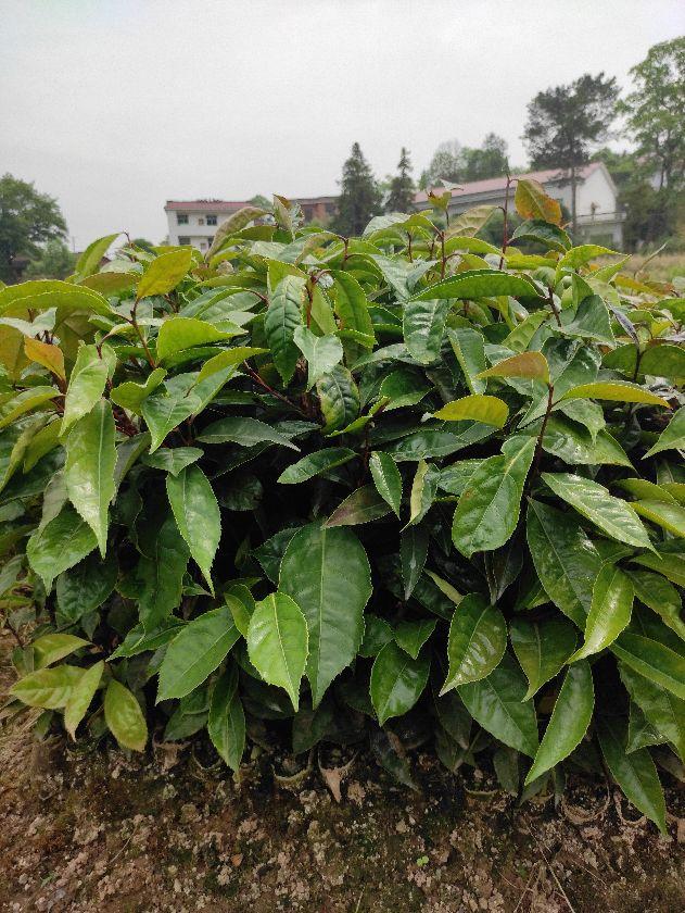 大果红花油茶适应什么地方种植，高档食用植物油、东方橄榄树——大果红花油茶