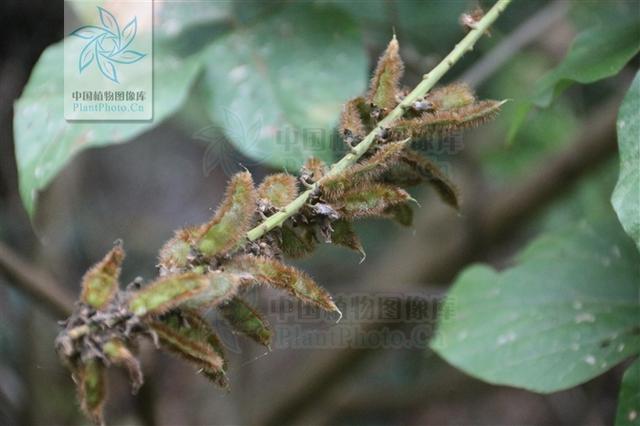 本草图经作者是谁，《本草图经》的作者（芎藭 蘼蕪 藁本）