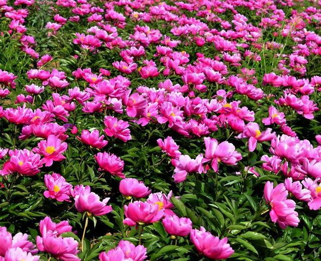 芍药花什么时候开，芍药，名字里为什么有“药”（芍药花有几种颜色）