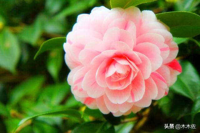 山茶花的花语和寓意，山茶花的寓意（茶花中的珍品——赤丹）