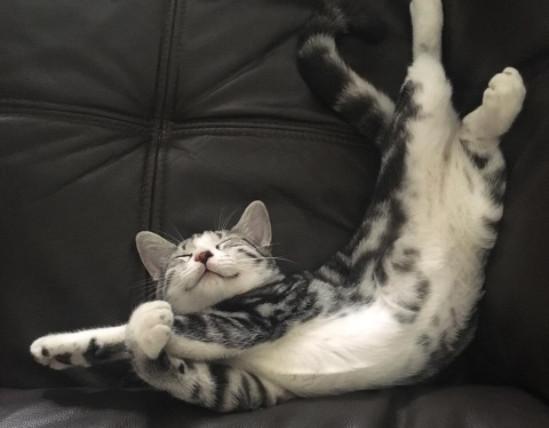 猫咪常见6种睡姿，猫咪的四种睡姿代表不同心理活动