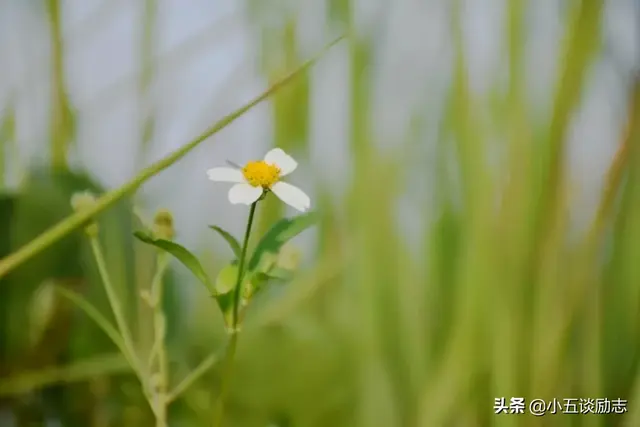 人生最高境界是平淡的安逸，日子，平淡安逸就好