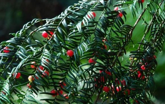 红豆杉盆景的作用，红豆杉盆景养护方法（迎入家中堪当镇宅盆景）