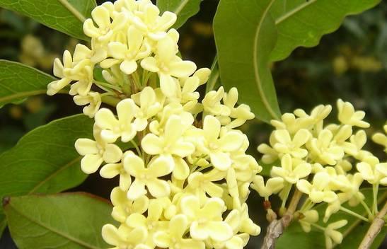 银桂,七绝·银桂(银桂学校是公立还是私立)