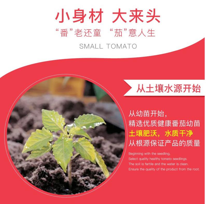 圖片[3]-圣女果的營養價值到底有多高？-起舞食譜網