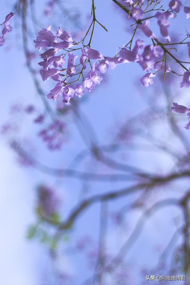 蓝花楹的花语是什么，蓝色花楹的花语（惊艳了初夏的那一抹紫）