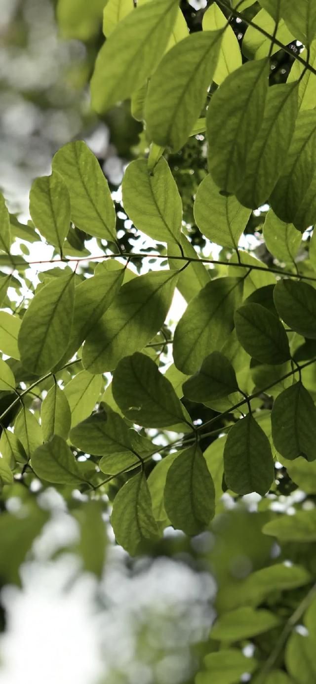 唯美植物花类头像微信，唯美植物花类头像（小清新绿色护眼植物+唯美绽放的瞬间​​​）