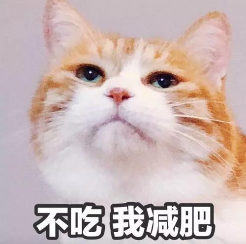 怎么养胖橘猫，那你知道作为一只胖猫