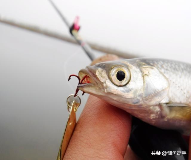 路亚马口用什么饵，马口鱼用什么路亚饵好（这些有意思的玩法）