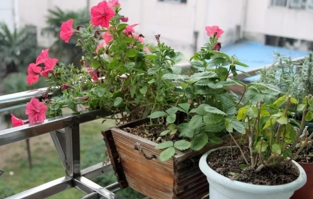 洗米水怎么处理才达标排放，洗米水能杀菌吗（就先将淘米水、菜叶子制作成肥料吧）