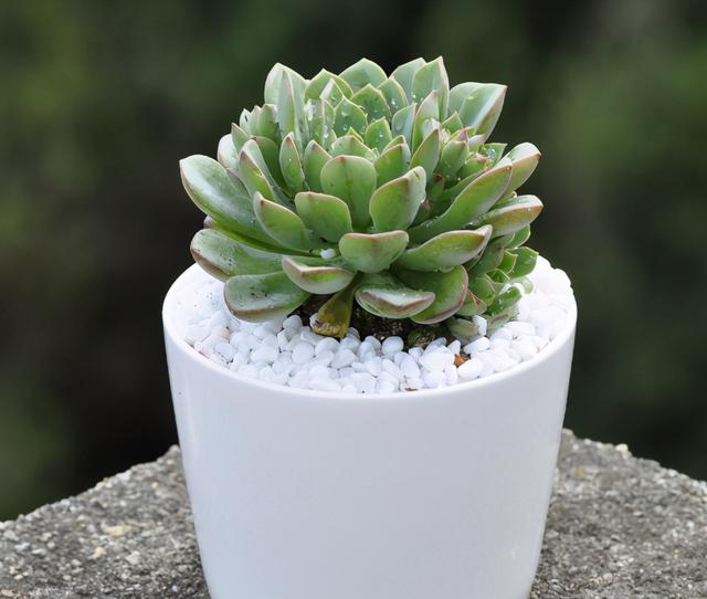 肉肉怎么浇水，多肉植物浇水方法（养多肉浇水记住3句“口诀”）