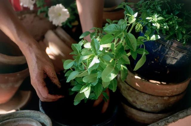 法香是什么菜，法香是香菜吗（这12种香料盆栽）